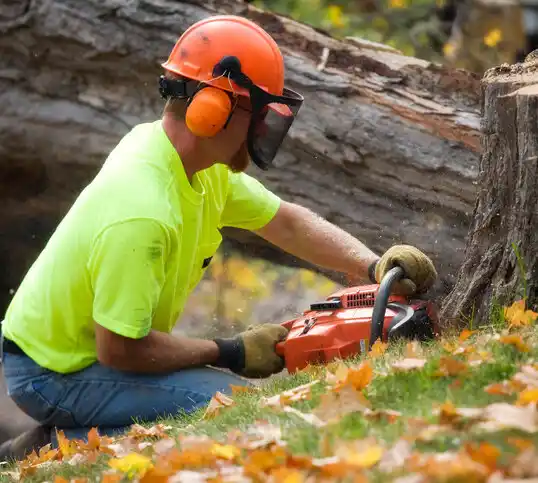 tree services Kandiyohi